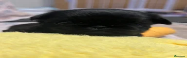 Griffon Bruxellois 3