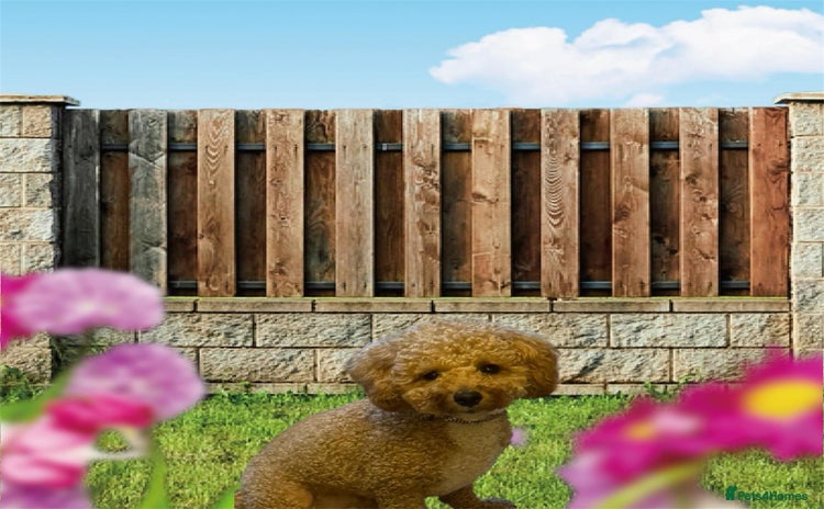 Poochon dogs - Advert 1