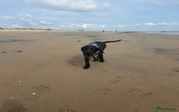 Labrador Retriever dogs for sale: Labradoor black 6months (Female) - Image 12