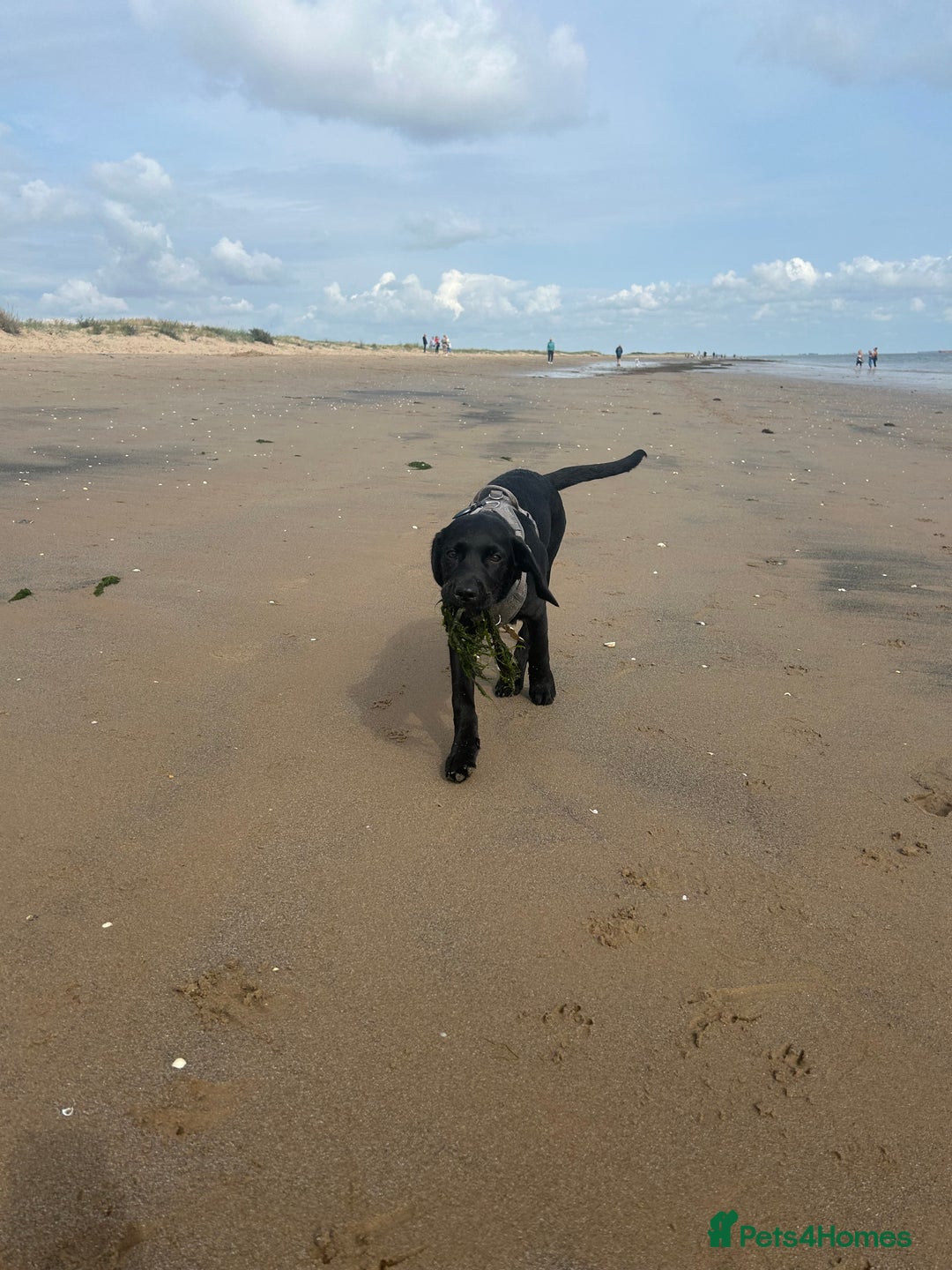 Labrador Retriever dogs for sale: Labradoor black 6months (Female) - Image 12