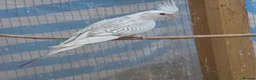 Cockatiels birds for sale: Hand tamed friendly baby cockatiels for sale - Advert 8
