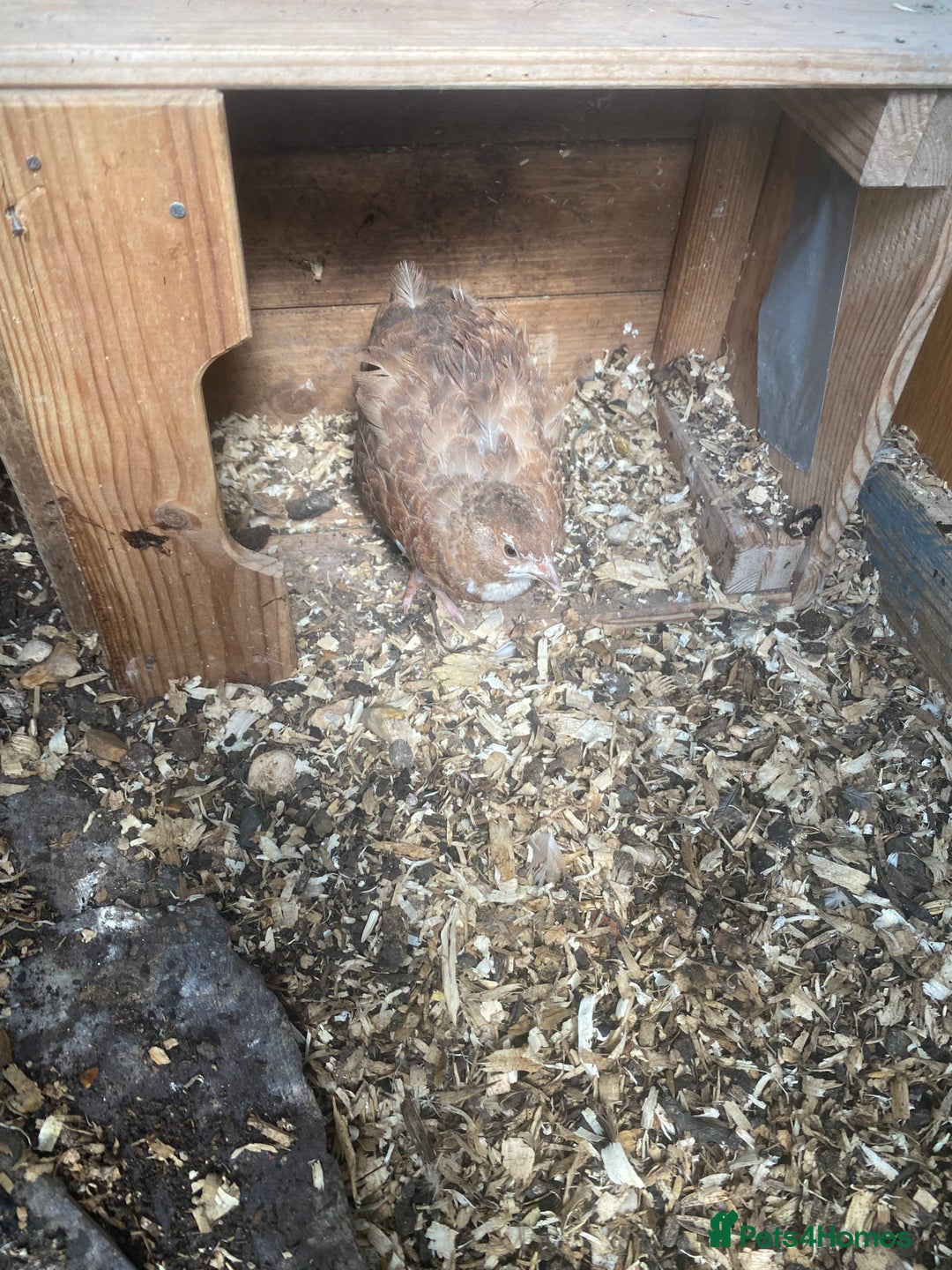 Quail poultry for sale: 4 female quails and two male  - Image 3