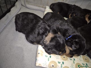 Rottweiler dogs Exceptional KC Registered Rottweiler - Advert 4