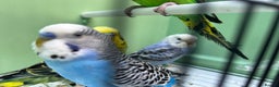 Budgerigars birds for sale: Budgies for sale, cages available, in good health - Advert 4