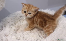 British Shorthair cats for sale: Stunning Champion Bloodlines kittens  - Advert 13