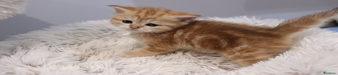 British Shorthair Kitten 2