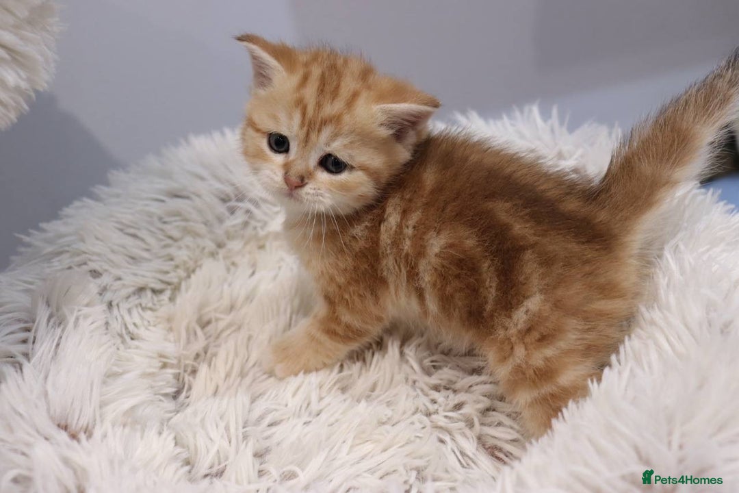 British Shorthair cats for sale: Stunning Champion Bloodlines kittens  - Advert 13