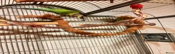 Parakeets birds for sale: Plum Headed Parakeet - Advert 7
