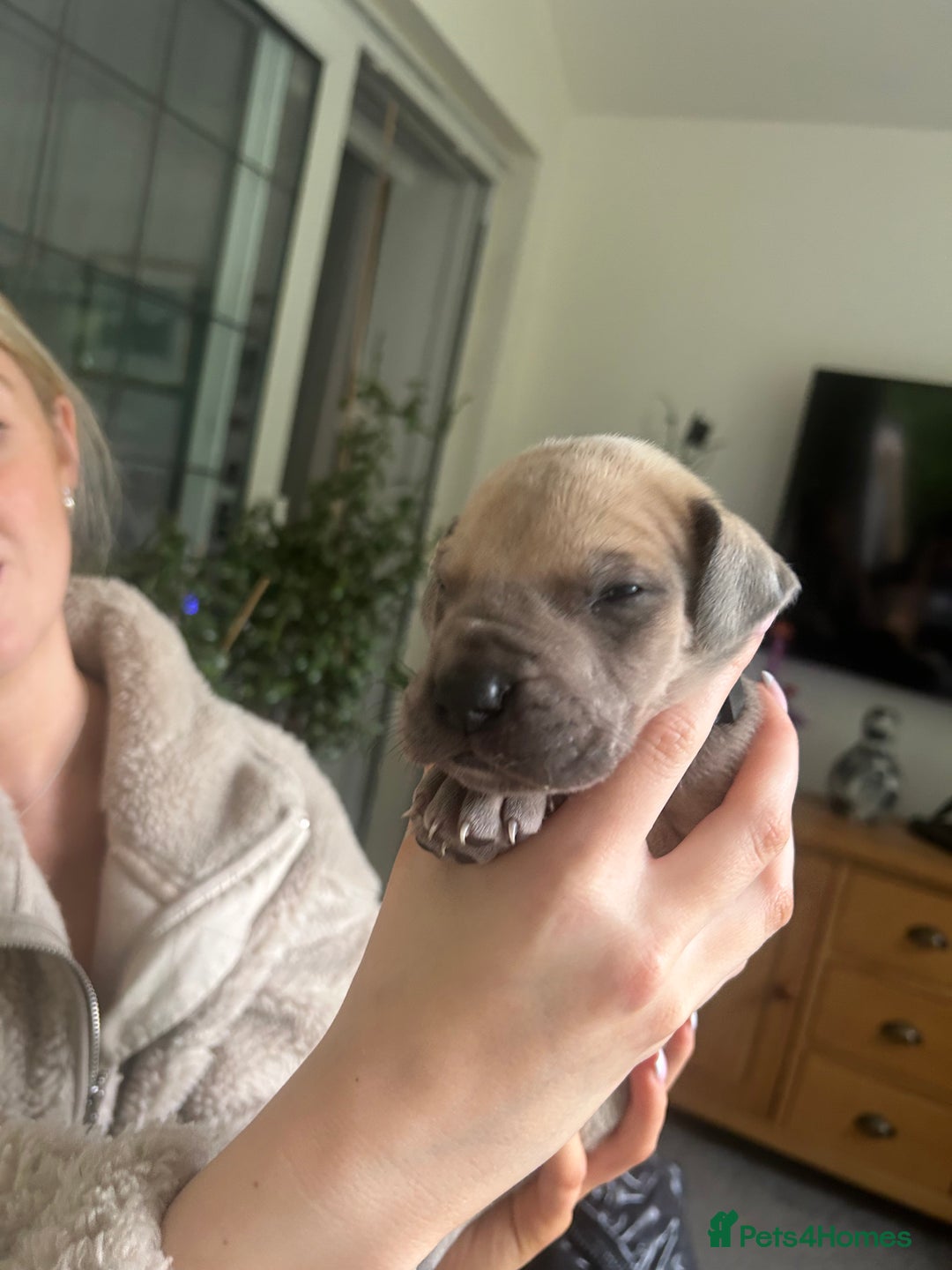 Great Dane dogs for sale: Champion Great Dane puppies for sale - Image 12