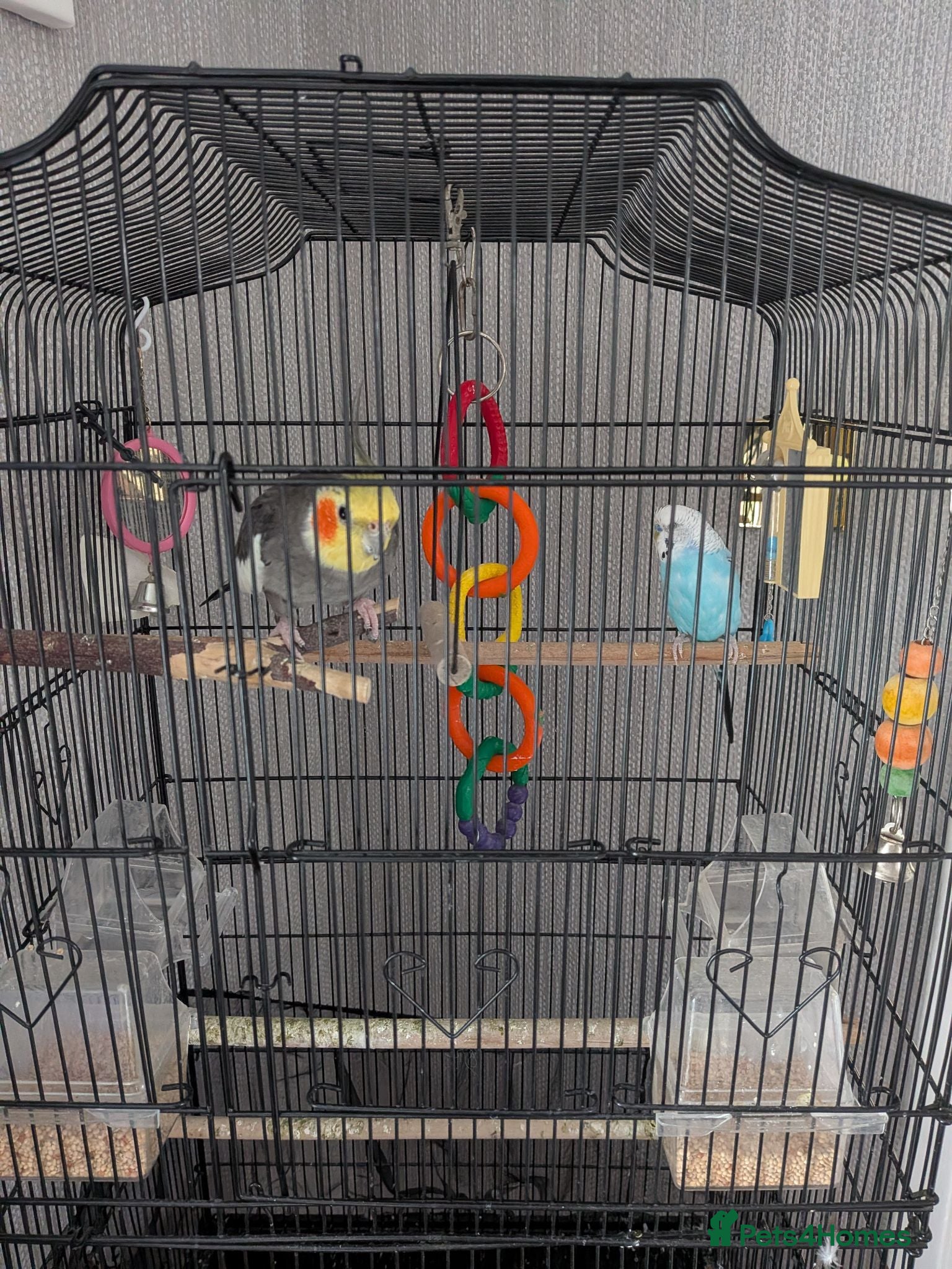 Cockatiels birds Free to good home  - Advert 1