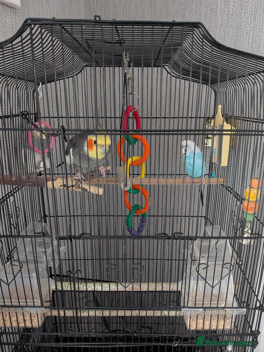 Cockatiels birds for sale: Free to good home  in Scunthorpe - Advert 1