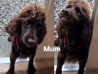 Mixed Breed dogs for sale - Advert 1