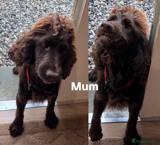 Mixed Breed dogs - Advert 13