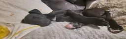 Whippet dogs for sale: Whippet puppies for sale - Advert 18