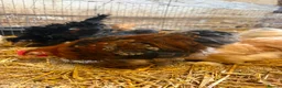 Chickens poultry for sale: Pekin Bantam Chickens - Advert 1