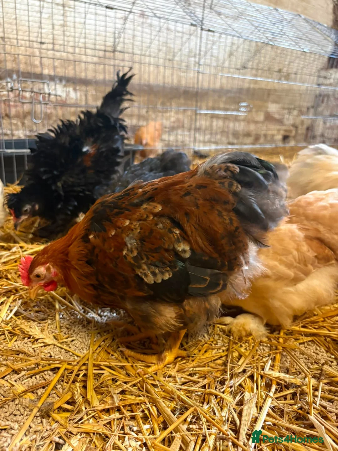 Chickens poultry for sale: Pekin Bantam Chickens - Advert 1