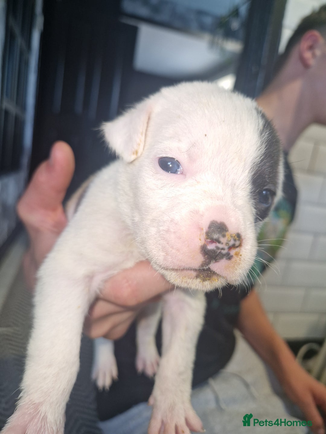 American Bulldog dogs for sale: American  bulldog  pups - Image 6