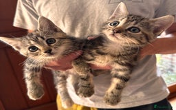 Domestic Shorthair cats for sale: *both pending collection* X2 female tabby kittens  - Image 1