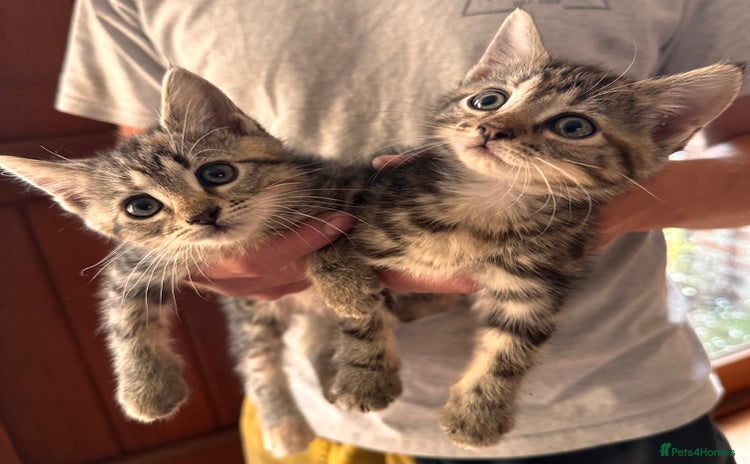 Domestic Shorthair cats - Advert 6