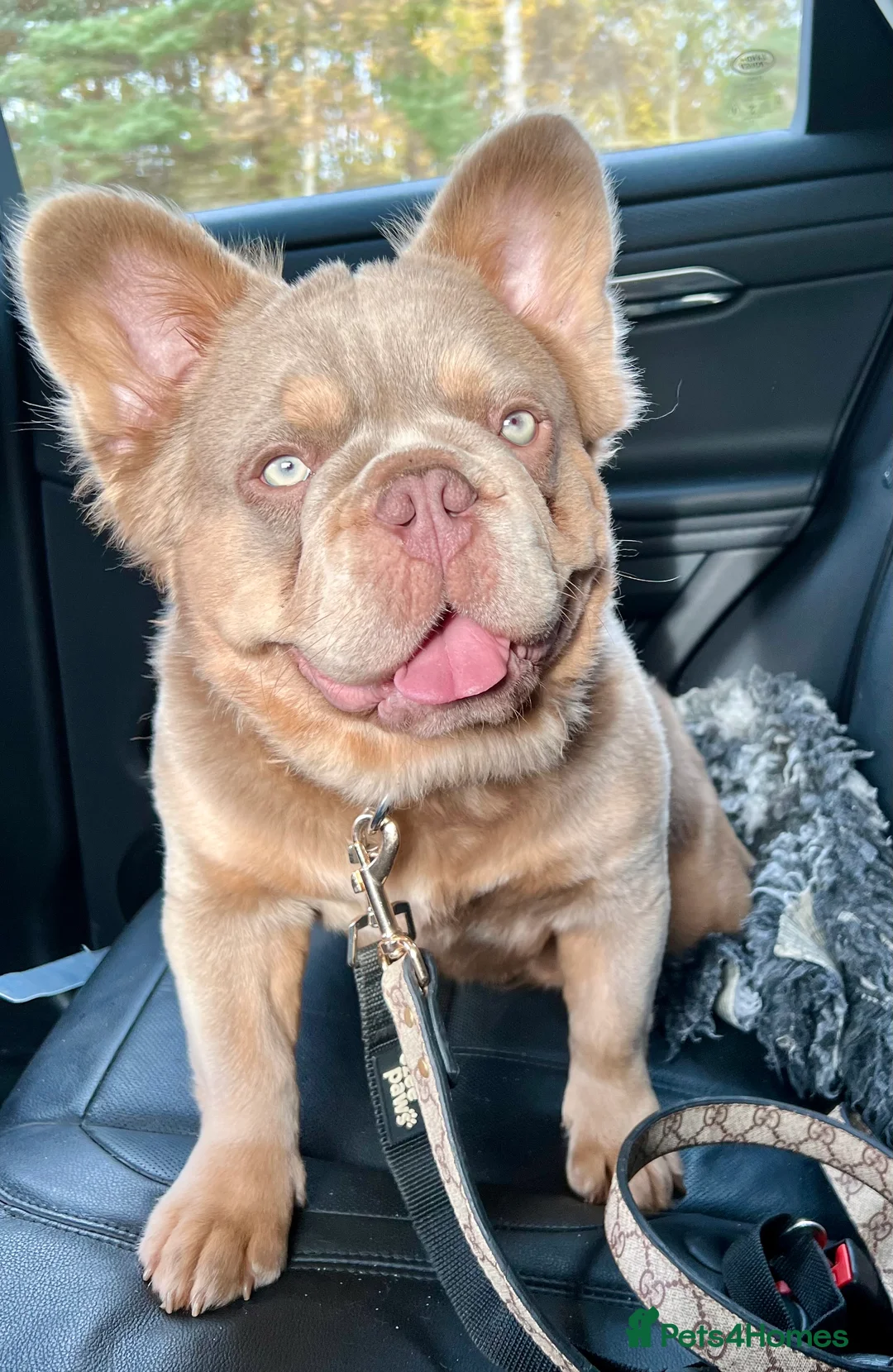 French Bulldog dogs for stud: MASKLESS NEW SHADE FULL FLUFFY CARRYING CREAM in Immingham - Advert 3