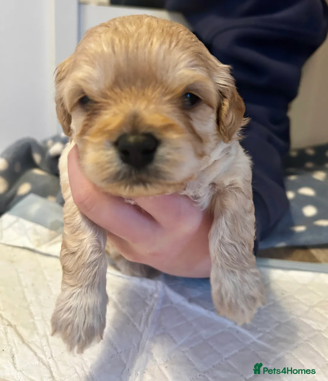 Cavapoochon dogs for sale: Three Cavapoochon Boys left - Advert 10