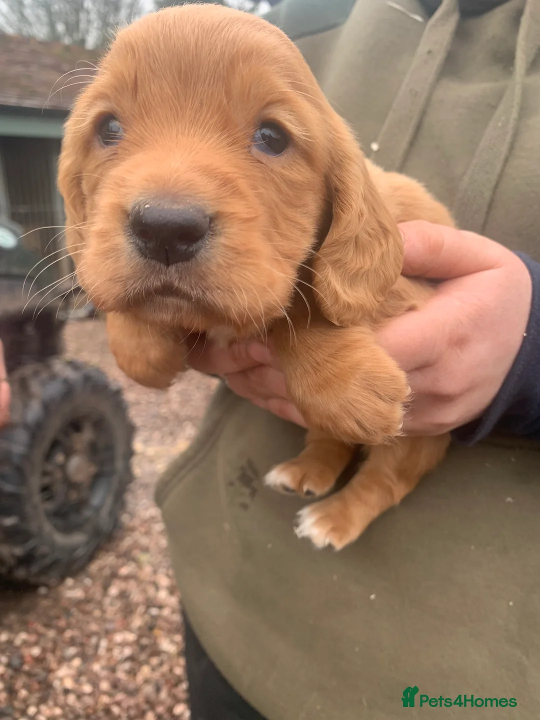 Cocker Spaniel dogs for sale: Two beautiful red working cocker spaniels - Advert 8