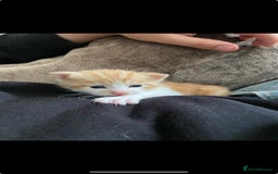 Mixed Breed cats for sale: 3 Male kittens  - Image 7
