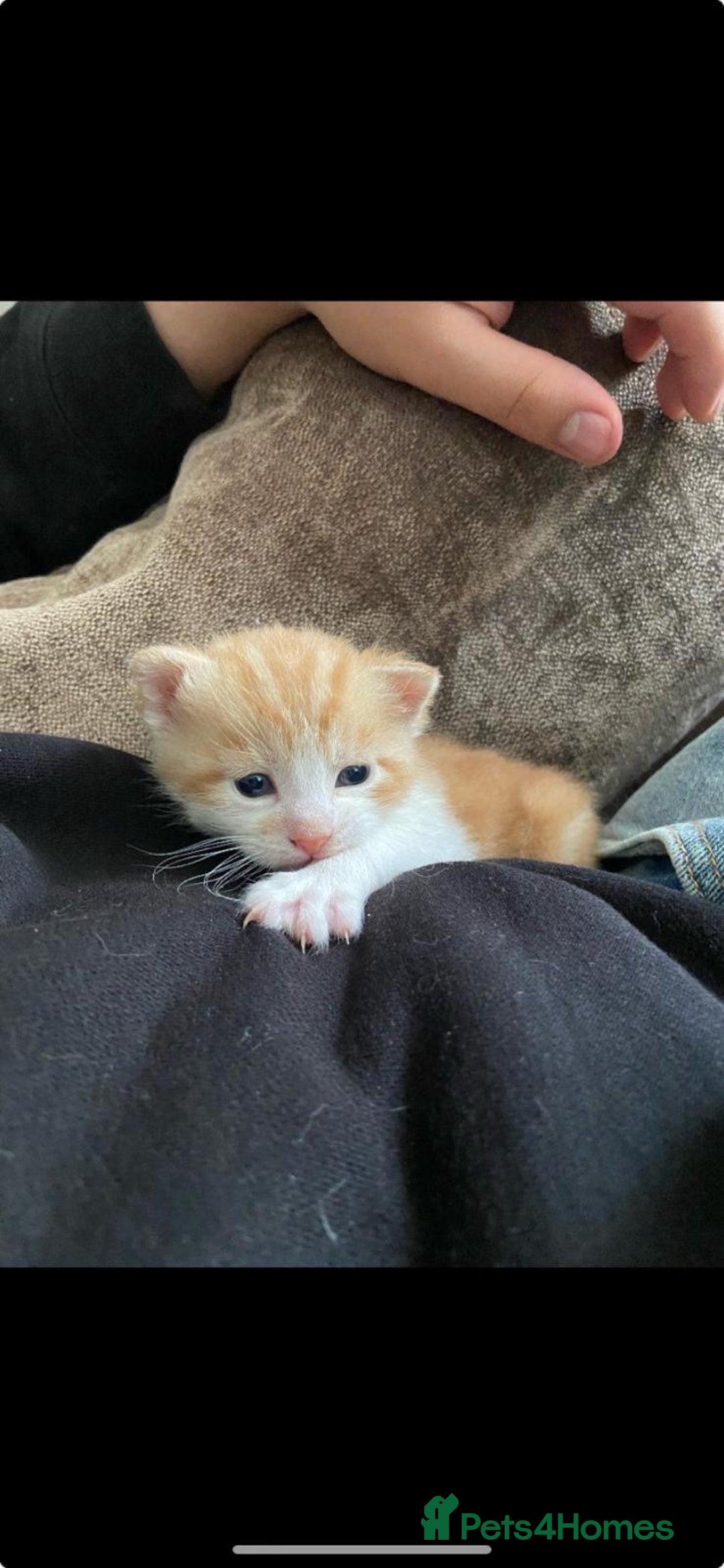 Mixed Breed cats for sale: 3 Male kittens  - Image 7