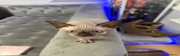 Sphynx cats for sale: sphynx canadian kittens ready to leave now  - Advert 4