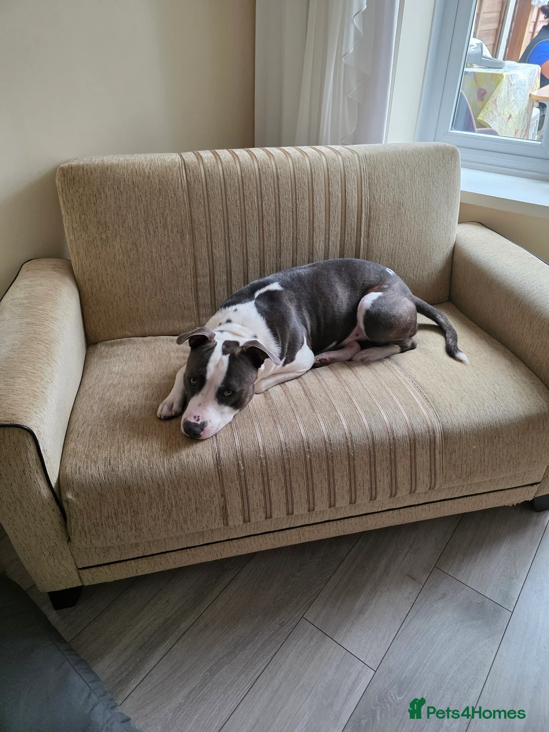 Mixed Breed dogs for sale: 2 year old Staffy x Pit Rocky. Needs loving home. - Advert 7