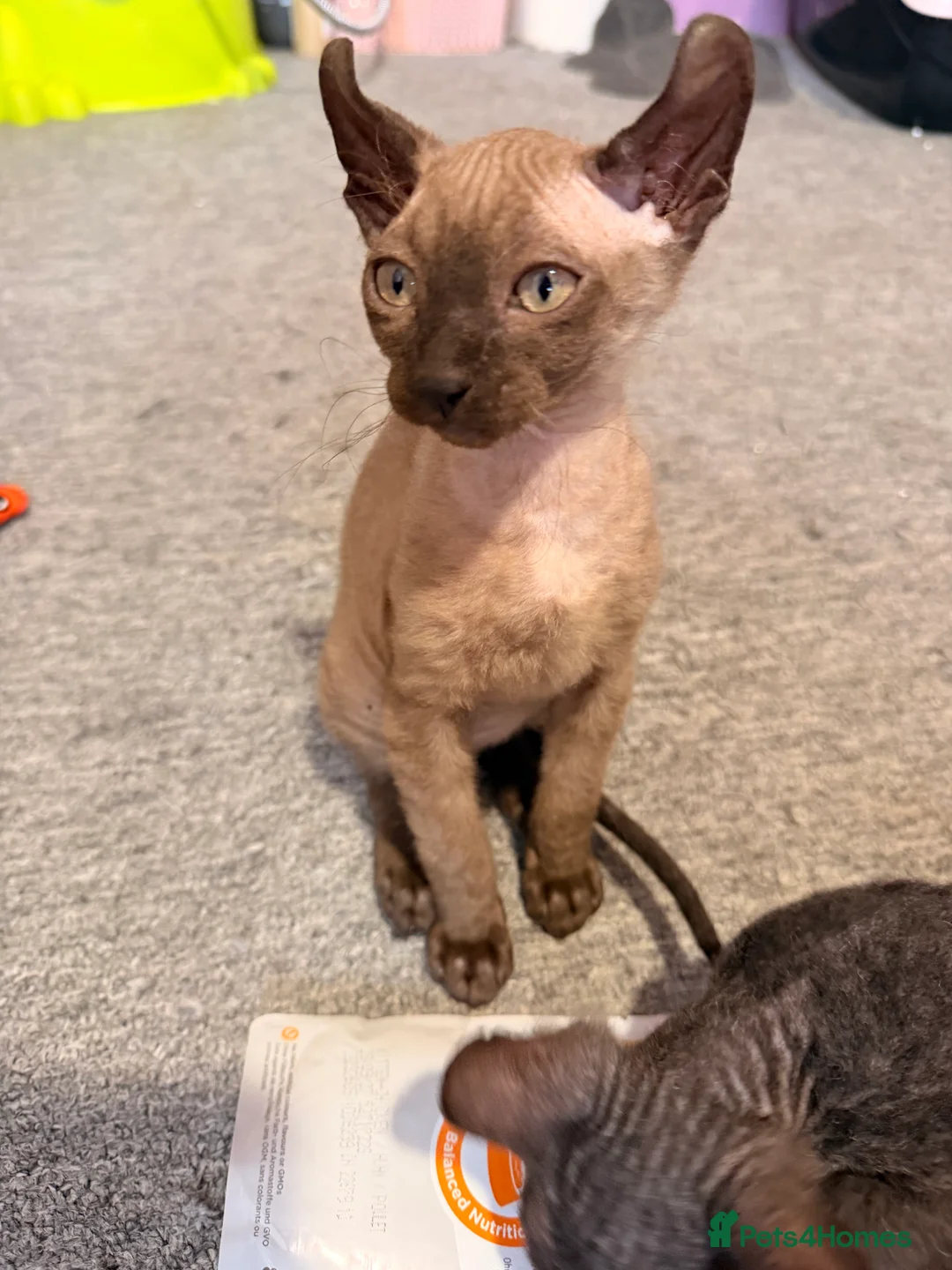 Mixed Breed cats for sale: 2 beautiful Velour Sphynx boys left 🤎🖤 - Advert 13