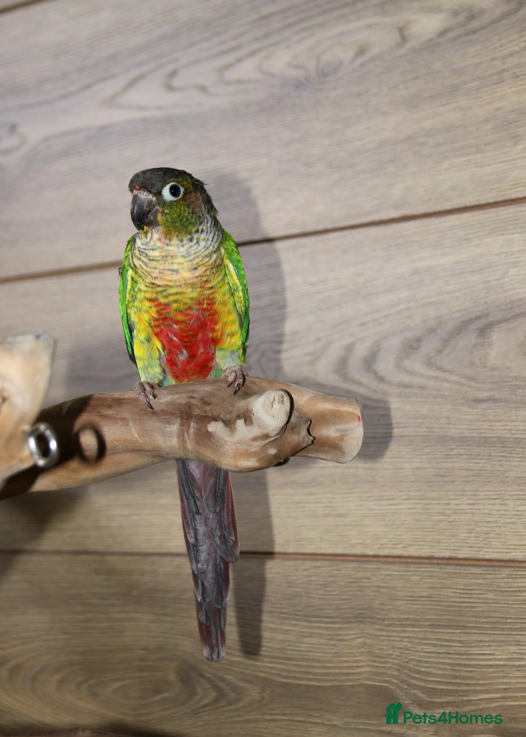 Parrots birds for sale: Talking Parrot and bird Available - Advert 9