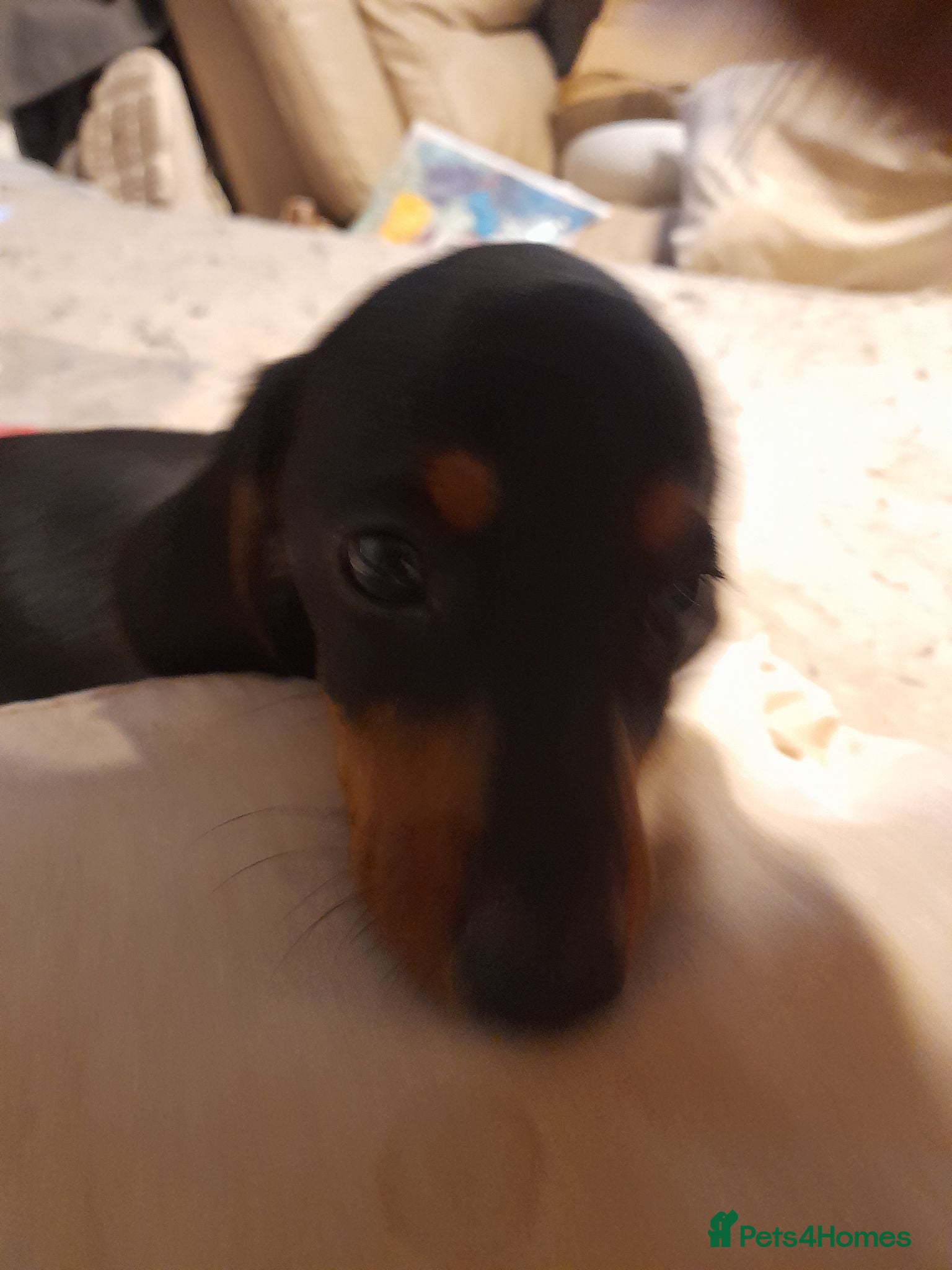 Miniature Dachshund dogs Pure breed minature dashound  - Advert 5