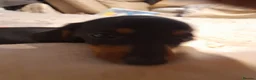 Miniature Dachshund dogs for sale: Pure breed minature dashound  - Advert 1