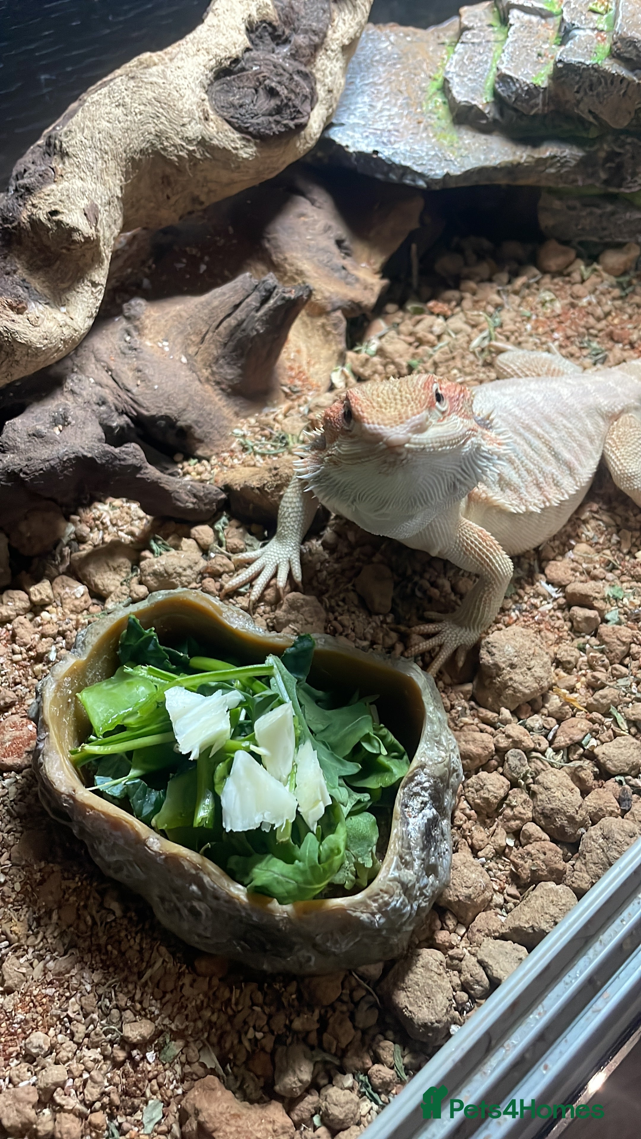 Bearded Dragon reptiles Bearded dragon  - Advert 1