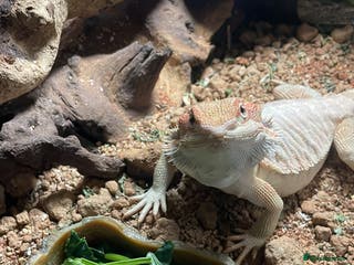 Bearded Dragon reptiles Bearded dragon - Advert 1