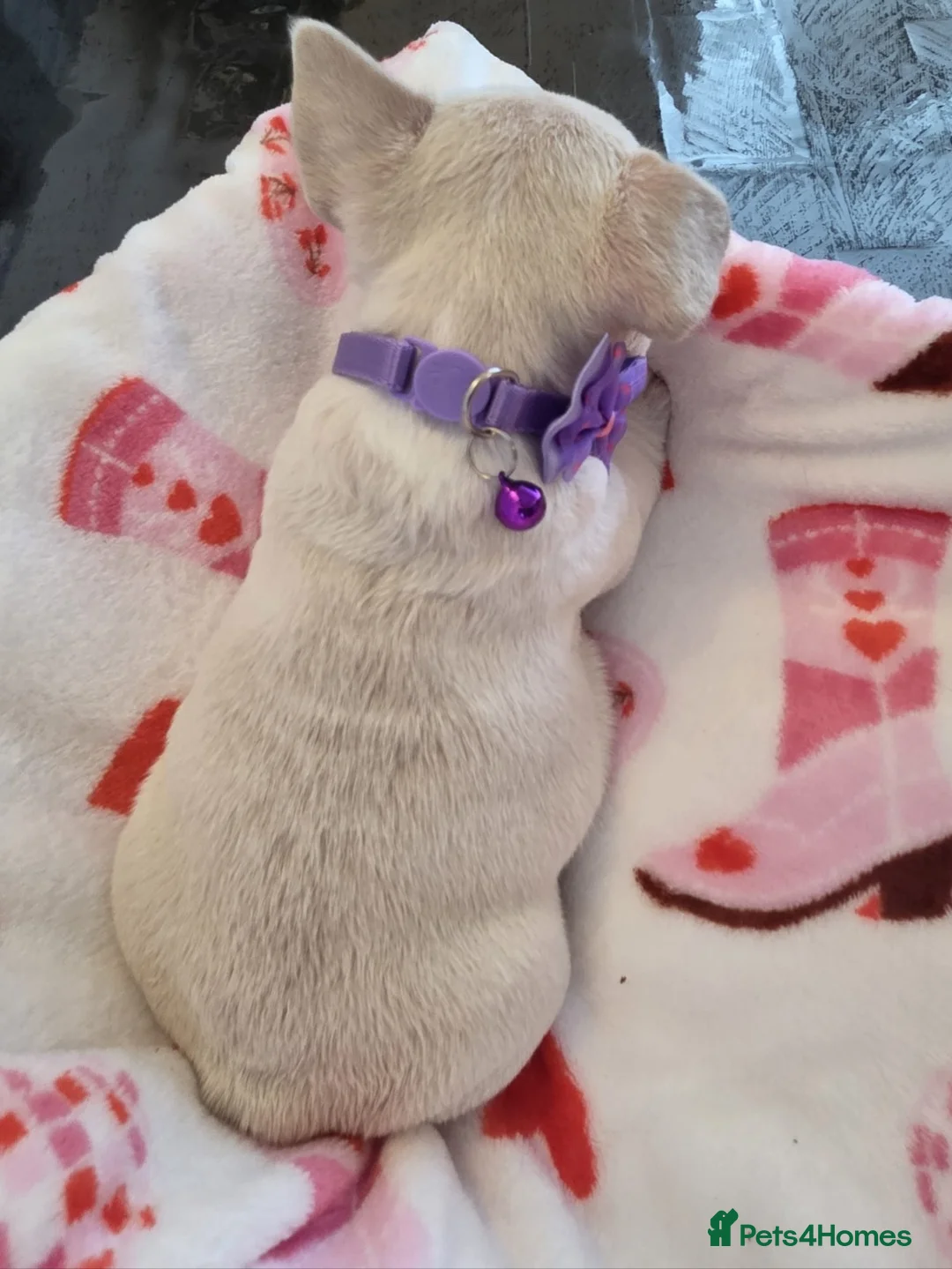 French Bulldog dogs for sale: Beautiful Frenchie puppies - Advert 15