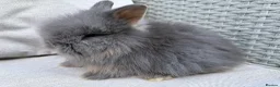 Lionhead rabbits for sale: Fluffy double mane lion head rabbits for sale  - Advert 10