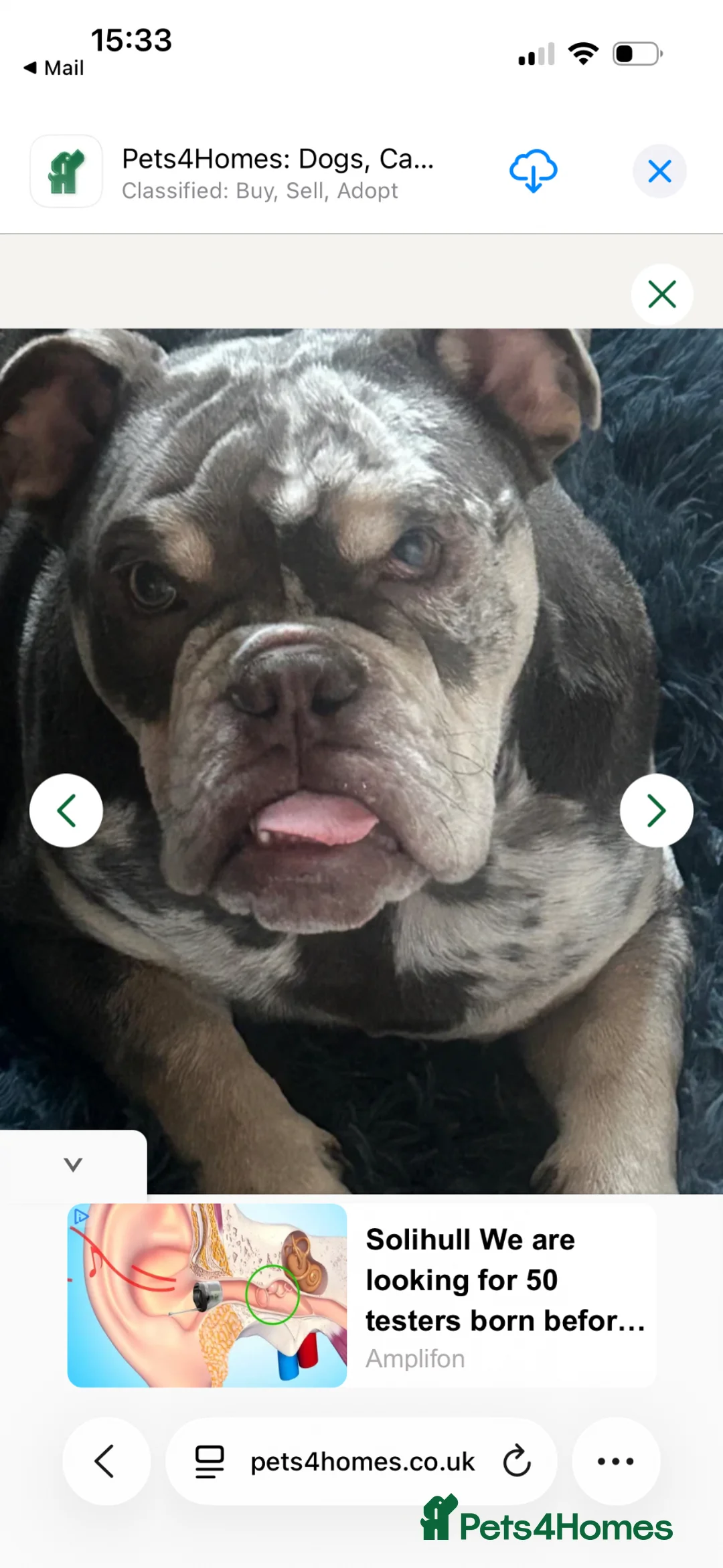 English Bulldog dogs for sale: 11 month old English bulldog Male in Solihull - Advert 2