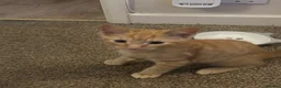 Mixed Breed cats for sale: 1 orange kitten looking for forever home  - Advert 2