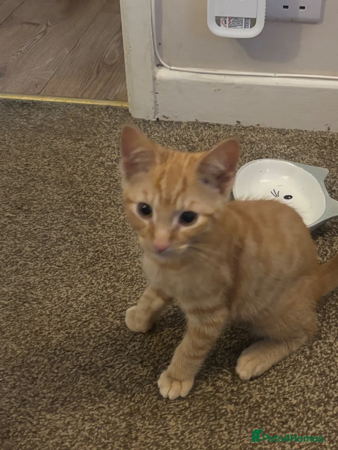 Mixed Breed cats for sale: 1 orange kitten looking for forever home  - Advert 2