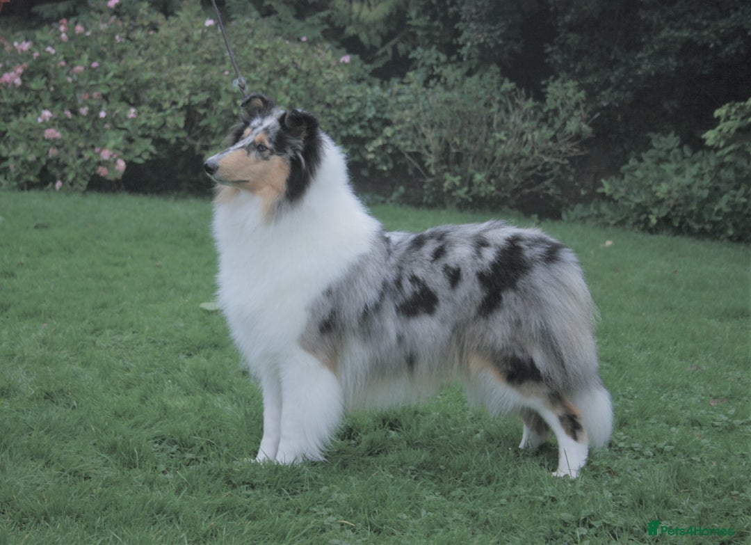 Rough Collie dogs for sale: Tricolour Collie (Rough) male puppies - Image 5