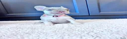 French Bulldog dogs for sale: French Bulldog Pups - Advert 16
