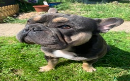 French Bulldog dogs for sale: Finn the frenchie  - Image 3