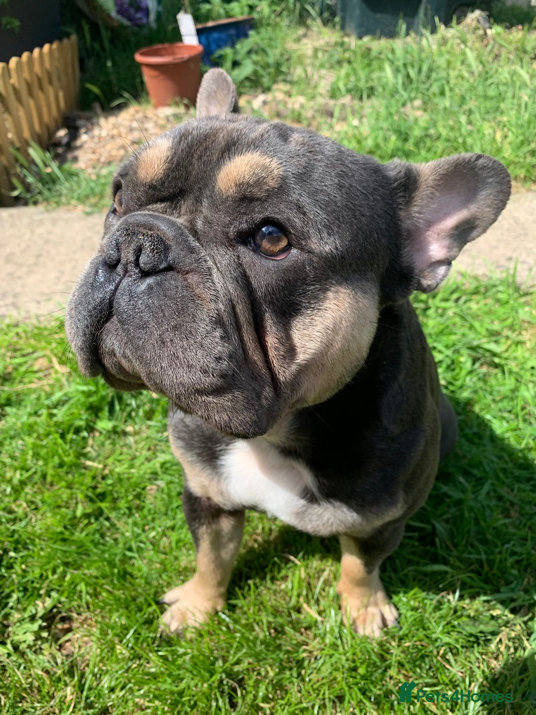 French Bulldog dogs for sale: Finn the frenchie  - Image 3