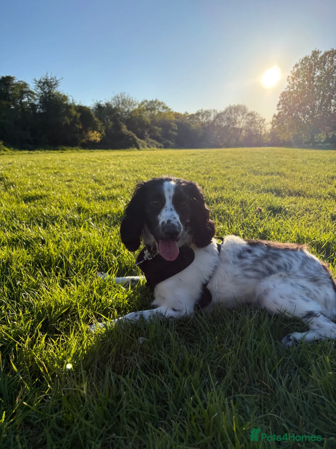 Cockapoo dogs for sale: 13 Month Old Cockapoo - Advert 2