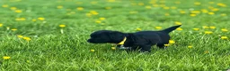 Mixed Breed dogs for sale: 2 left! Chihuahua x Cocker Spaniel cockerhuahua - Advert 13