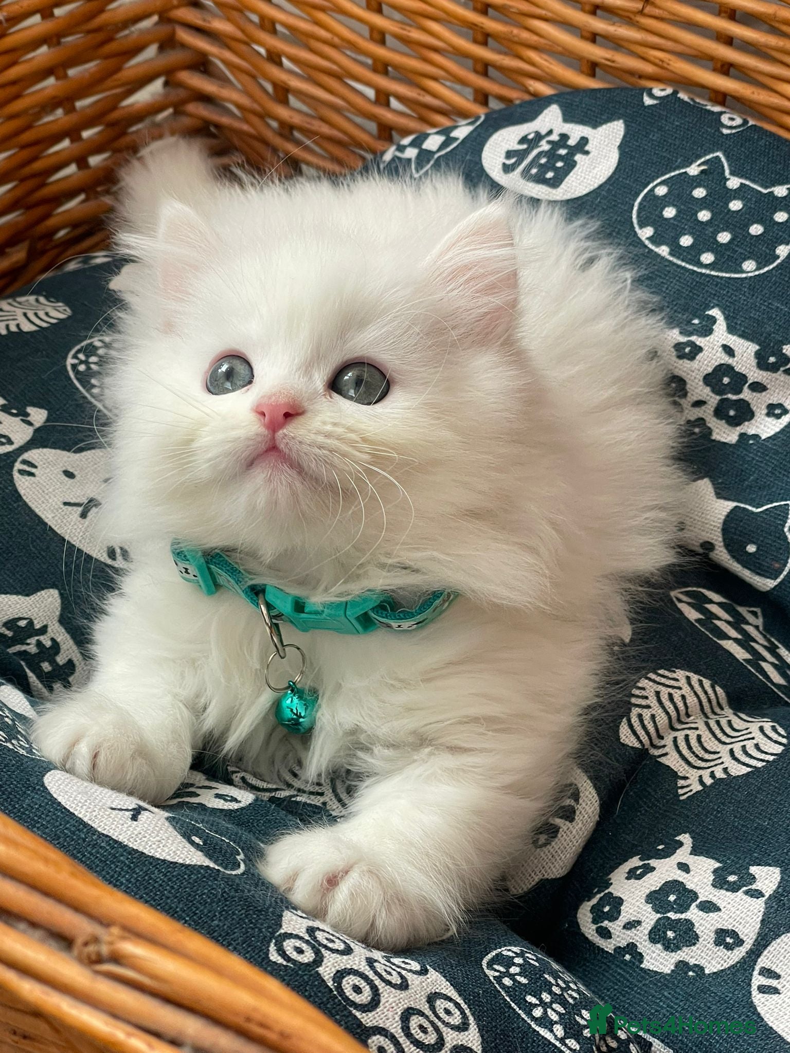 Mixed Breed cats for sale:  Persian kitten Reduced  - Advert 28