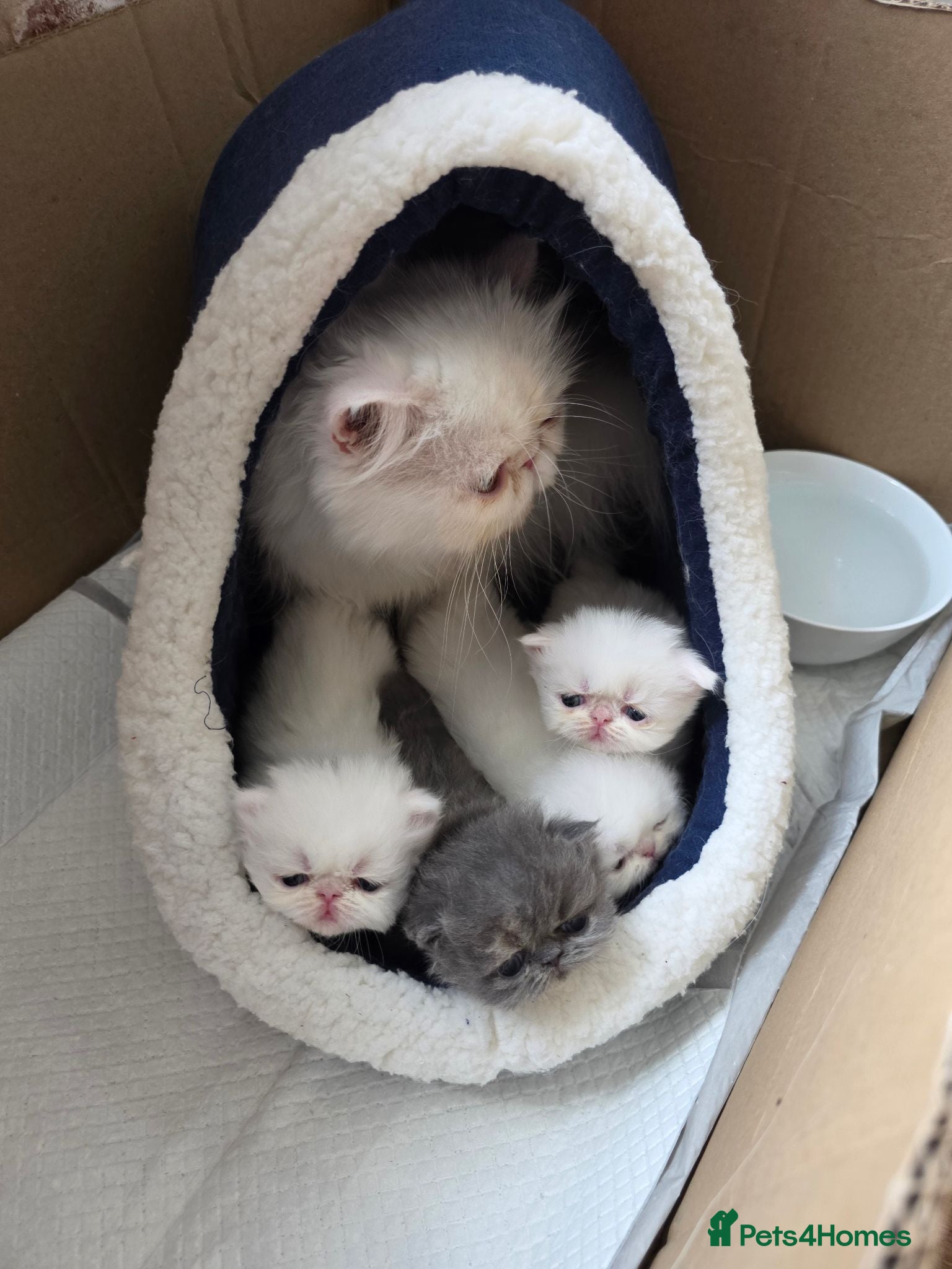 Persian cats PERSIAN  **  KITTENS LOOKING FOR NEW HOMES  - Advert 2