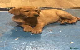 Labrador Retriever dogs for sale: Labrador red fox bitch - Advert 2